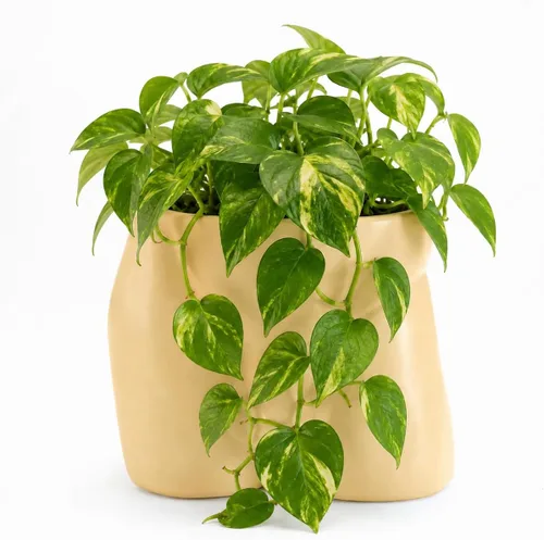 Miniatura 9 de Jarrones de cuerpo para decoración - Maceta de pene, macetas de cuerpo masculino - Jarrón de pene gracioso, maceta para suculentas y cactus