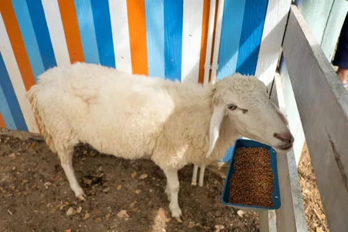 Miniatura 9 de Comedero Bebedero para Pollos, Comedero para Cabras - Paquete de 2, 5.5 Cuartos, para Cabras Pollos Patos Ovejas Perros Lechones Ciervos Gansos