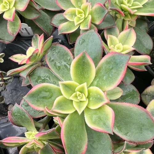 Miniatura 4 de Aeonium Planta Viva, Suculentas Raras de Aeonium para Plantas de Interior en Maceta de 4 Pulgadas, Suculentas para Decoración de Oficina en Casa
