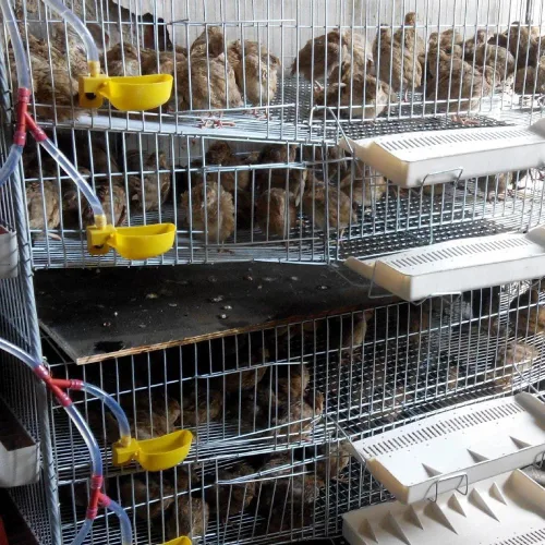 Miniatura 3 de 12 tazas de agua de codorniz para palomas, bebedero automático para pájaros para jaula, cría de aves de corral (amarillo)