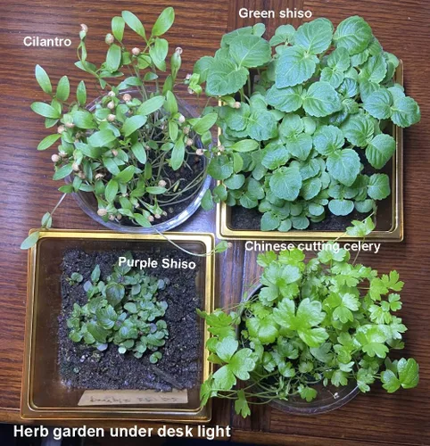 Miniatura 4 de Semillas de apio para plantar. Semillas de jardín sin OMG para microverde. Semillas de vegetales para plantar jardín casero Semillas de reliquia