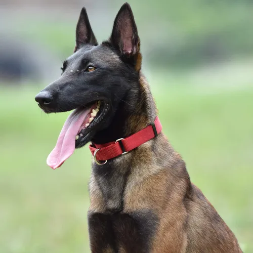 Miniatura 3 de Collar Hyhug Pets de nailon resistente, cómodo y seguro, para entrenamiento profesional, martingala, uso diario, para caminar, antiescape, para Rojo