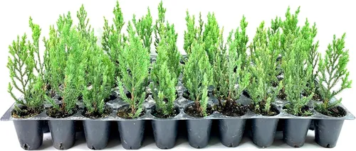 Florida Foliage Blue Point Juniper | 20 árboles vivos | Juniperus Chinensis | Plantas de hoja perenne de bajo mantenimiento tolerantes a la sequía