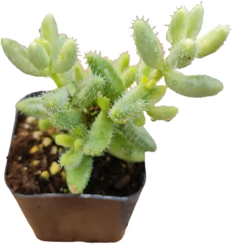 Miniatura 2 de Plantas de cactus suculentas vivas raras para decoración del hogar y la oficina