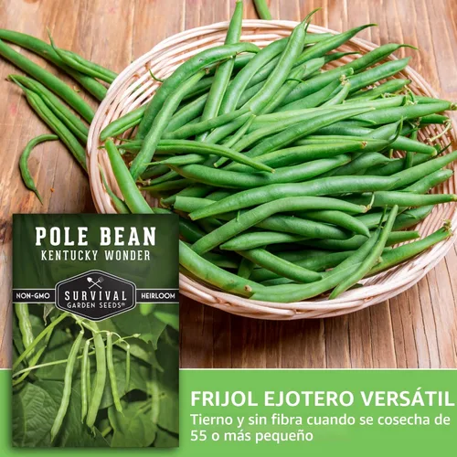 Miniatura 4 de Semilla de judía polera Kentucky Wonder para plantar - 1 paquete con instrucciones para plantar y cultivar judías verdes en tu jardín de hortalizas
