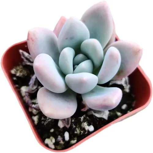 Miniatura 3 de Plantas de cactus suculentas vivas de USKC (maceta de 2 pulgadas) (Adromischus Maculatus)