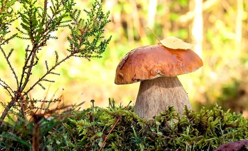 Miniatura 7 de Semillas Porcini Setas Esporas - Heirloom - Libre de OGM