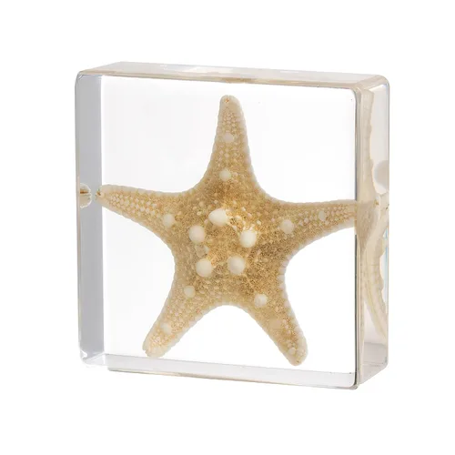 Miniatura 15 de Pulpo de taxidermia, especímenes de pulpo real, espécimen de animales en resina para educación científica en el aula, gran regalo para fanáticos