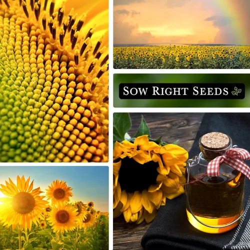 Miniatura 4 de Sow Right Seeds - Semillas de girasol Peredovik para plantar - Paquete de reliquia sin OMG con instrucciones para el cultivo - Flor solar negra rusa