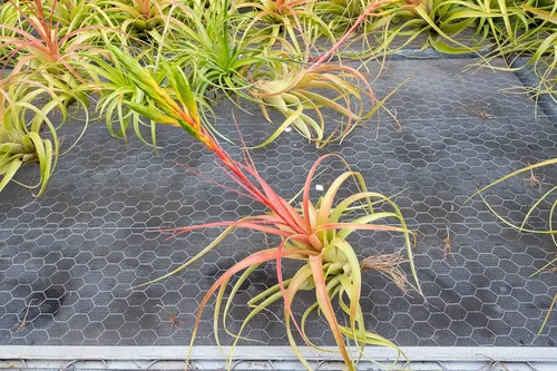 Miniatura 5 de Air Plant Shop Tillandsia Roland Gosselini - Paquete de 5 plantas suculentas vivas para el hogar y el jardín, plantas de interior y exterior