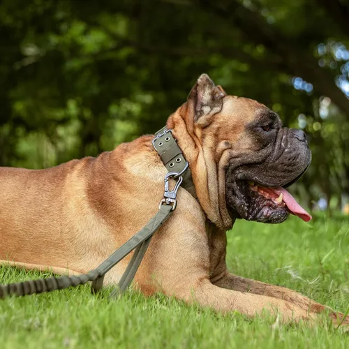 Miniatura 9 de EXCELLENT ELITE SPANKER Collar militar para perro de 1.5 pulgadas de ancho, anillo en D de metal ajustable y hebilla para perros medianos y grandes