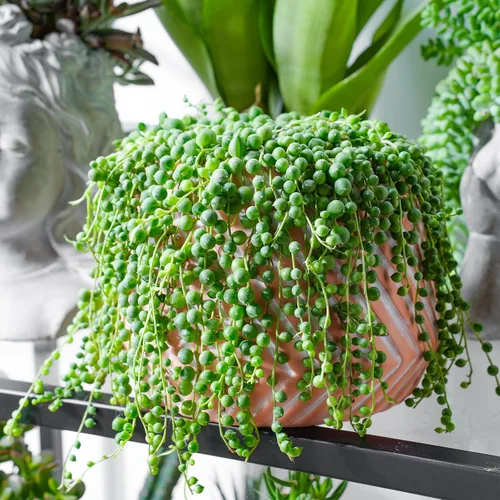 Miniatura 4 de Cadena de perlas (10 cm), plantas suculentas vivas, plantas suculentas completamente enraizadas en macetas con tierra, planta de interior de fácil