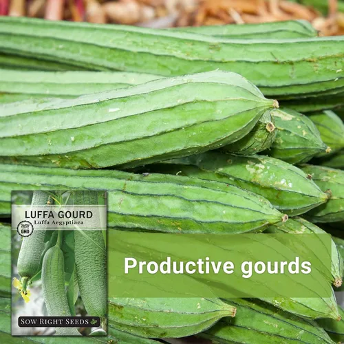 Miniatura 5 de Sow Right Seeds - Semilla de calabaza Luffa para plantar - Paquete de reliquia sin OMG con instrucciones para plantar un huerto casero - Cultiva tu