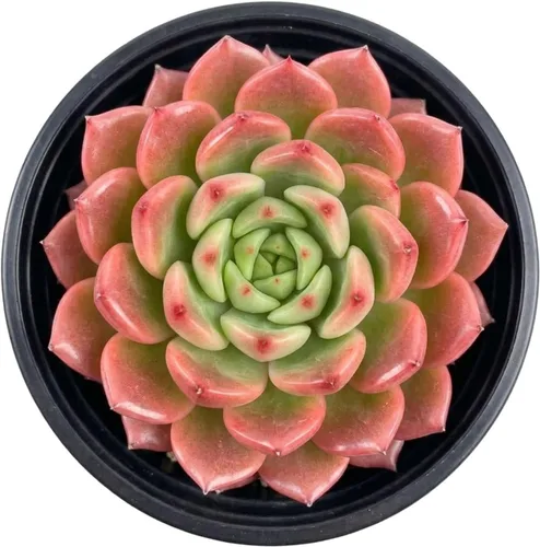 Miniatura 5 de Plantas suculentas vivas de 2 pulgadas, cactus con cono de pino, mini suculentas en maceta, planta de interior de fácil cuidado, regalos únicos