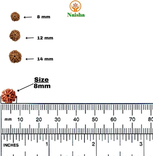 Miniatura 3 de Naisha Natural Rudraksh - 121 cuentas sueltas de Rudraksha Mala, cuentas de oración genuinas de meditación del Himalaya, cuentas Bodhi de 0.35-0.55