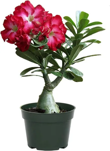 Miniatura 8 de American Plant Exchange - Planta viva de rosa del desierto de una sola flor, planta de interior con flores rosas, maceta para decoración del hogar