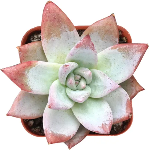 Miniatura 25 de Sprout N Green Sedum Dorado, Sedum adolphi, Mini suculenta viva totalmente enraizada en maceta de inicio de 2 pulgadas con mezcla de tierra, planta