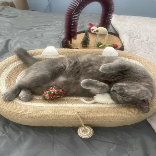 Miniatura 8 de Cama rascador para gatos 3 en 1, tabla rascador de sisal para gatos, almohadilla ovalada para arañazos de gatos, duradera para rascar, cama redonda