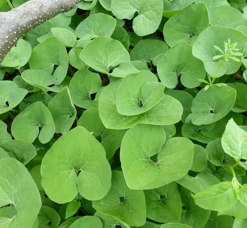 5 raíces de jengibre silvestre, plantas vivas de jengibre canadiense, cobertura del suelo, Asarum canadense (paquete de 5)
