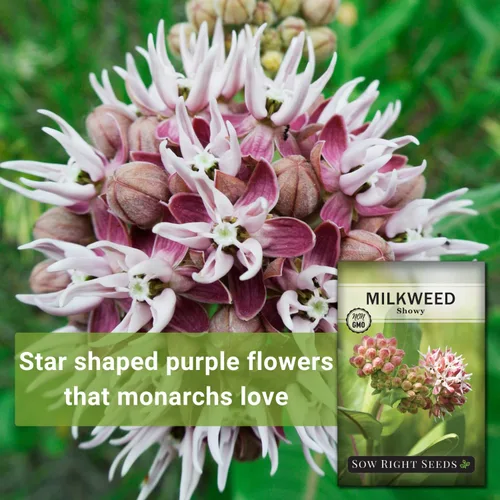 Miniatura 3 de Sow Right Seeds - Semillas llamativas de algodoncillo para plantar - Atrae monarca y otras mariposas a tu jardín - Semillas de reliquia sin OMG