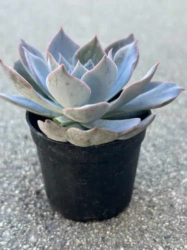 Miniatura 3 de Echeveria Desmetiana - Planta suculenta viva, maceta de 2 pulgadas, totalmente enraizada, azul-verde con bordes rosados, decoración para el hogar