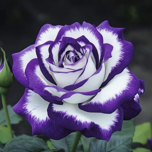Miniatura 5 de Más de 220 semillas de rosas híbridas para plantar rosas trepadoras, arbustos perennes, plantas ornamentales de larga floración para decoración