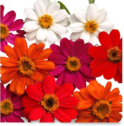 Miniatura 3 de Park Seed Zinnia - Semillas para plantar flores, fáciles de cultivar, perfectas para jardín de primavera, naranja profusión, paquete de 25