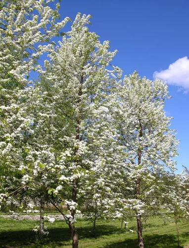 Miniatura 4 de Pin Cherry Tree Semillas Premium Prunus pensylvanica 'Spring' Plants' (Premium Seeds, 5)
