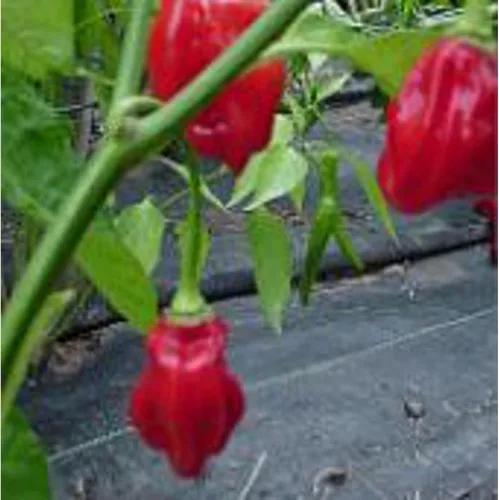 Trinidad - Semillas de pimientos picantes (más de 20 semillas) | Sin OGM | Semillas de flores de hierbas y frutas vegetales para plantar | Paquete