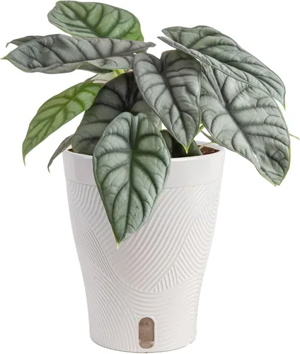 Miniatura 21 de Costa Farms – Planta de Pothos Albo Variegado viva en maceta auto-regante, purificadora de aire para interior, perfecta para decoración del hogar