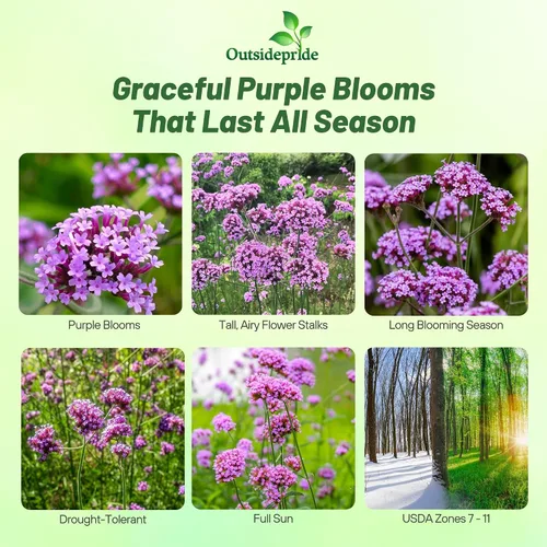Miniatura 2 de Outsidepride Purpletop - Semillas de Verbena para Plantar - 10000 Piezas. Anual, Tolerante a la Sequía y Fácil de Cultivar, Cobertura de Suelo