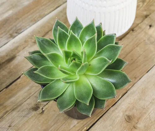 Miniatura 7 de Suculentas Echeveria de 1 cuarto de galón, 4 unidades, suculentas vivas recuerdos de fiesta en macetas suculentas, plantas suculentas vivas plantas