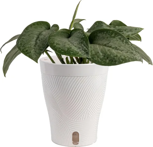 Miniatura 13 de Costa Farms - Aglaonema, planta de interior viva, auto-riego, maceta decorativa, 1 pie de alto, colección Trending Tropicals Maceta de decoración