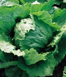 Lechuga Iceberg Great Heirloom Vegetable by Seed Kingdom Bulk 1/4 lb Seeds