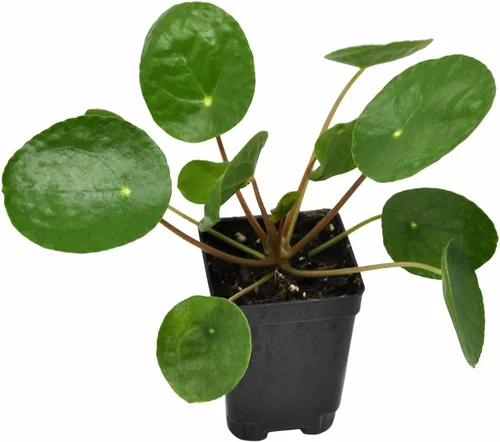 Pilea peperomioides, dinero chino, panqueques o planta para compartir, planta de interior, perenne con interés arquitectónico para feng Shui de