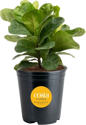 Miniatura 10 de Costa Farms Árbol de higuera de hoja de violín, Ficus Lyrata vivo de 3 a 4 pies, purificador de aire, grande, fácil de mantener, planta de piso