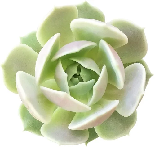 Miniatura 5 de Suculentas vivas Echeveria Elegans Bola de nieve mexicana de 4 pulgadas - Plantas suculentas vivas - Plantas suculentas raras vivas - Plantas Bola