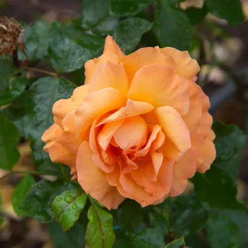 Miniatura 9 de Rosas trepadoras de reliquia, planta de raíz propia viva para jardín al aire libre, America™, zonas de rusticidad muy fragantes 5-10, floración
