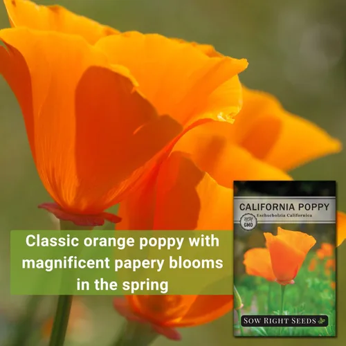Miniatura 3 de Sow Right Seeds - Semillas de amapola de California para plantar - Paquete de semillas de reliquia sin OMG con instrucciones para cultivar un