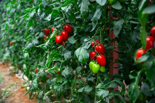 Miniatura 5 de Más de 300 semillas de tomate Roma, semillas de primera calidad cultivadas en Estados Unidos sin OMG para plantar por RDR Seeds