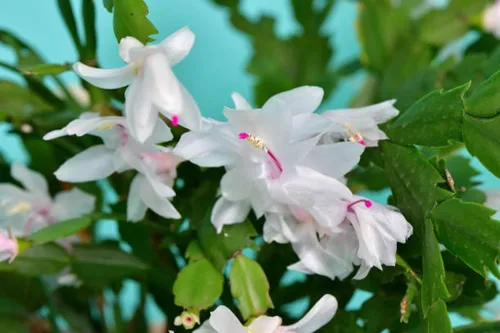 Miniatura 2 de Planta viva de cactus de Navidad blanca de 4 pulgadas. Fácil de cultivar y cuidar, csctus navideño. Blanco