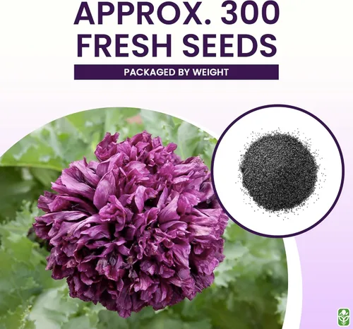 Miniatura 3 de Semillas de Amapola Black Beauty - Amapola Alta y Púrpura Oscura - Mezcla de Flores Dobles y Sencillas - Aproximadamente 300 Semillas