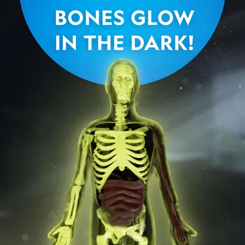 Miniatura 3 de Modelo del Cuerpo Humano de National Geographic para Niños que Brilla en la Oscuridad - Modelo de Anatomía Interactivo de 32 Piezas con Huesos