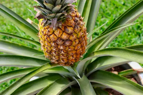 Miniatura 4 de Planta de piña - Planta viva en una maceta de cultivo de 4 pulgadas - Ananas Comosus - Árboles frutales de inicio listos para el patio y el jardín