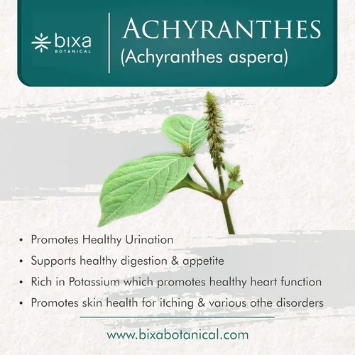 Miniatura 2 de bixa BOTANICAL Achyranthes Aspera Powder Apamarga - Suplemento de hierbas ayurvédicas 7 onzas Sin gluten, sin OMG, tratado al vapor, vegano