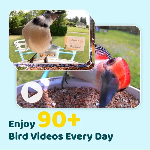 Miniatura 3 de NETVUE by Birdfy Pro Comedero Inteligente para Pájaros con Cámara y Panel Solar, Alertas de Llegada Instantáneas, Transmisión en Vivo y Visión Azul