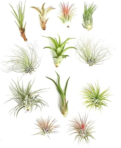 Miniatura 3 de Shop Succulents Colección de bodas Plantas suculentas de roseta a granel vivas Mini suculentas Echeveria enraizadas en macetas de 2 pulgadas