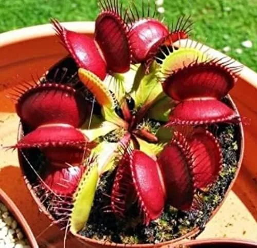 Nuevo 300pcs Venus Fly Trap Flower Seeds rojo Generic