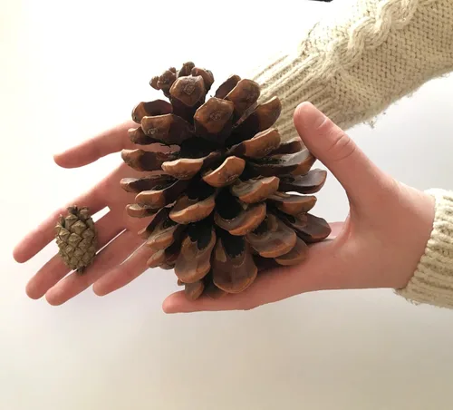 Miniatura 9 de TomorrowSeeds - Semillas de pino de piedra - Más de 30 unidades - para plantar Pinus Pinea Umbrella Pines Mediterráneo Canopy comestible Piñones
