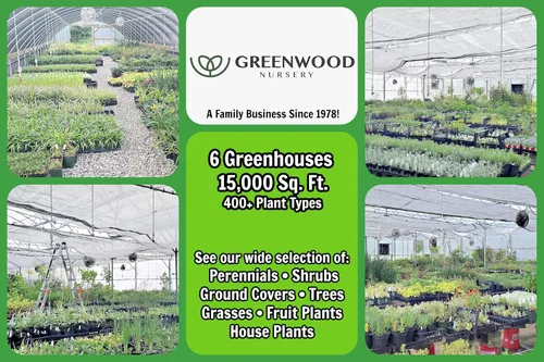 Miniatura 5 de Greenwood Nursery: Plantas arbustivas vivas - Spicebush + Lindera Benzoin - [Cantidad: 2 Macetas de 1 Cuarto]